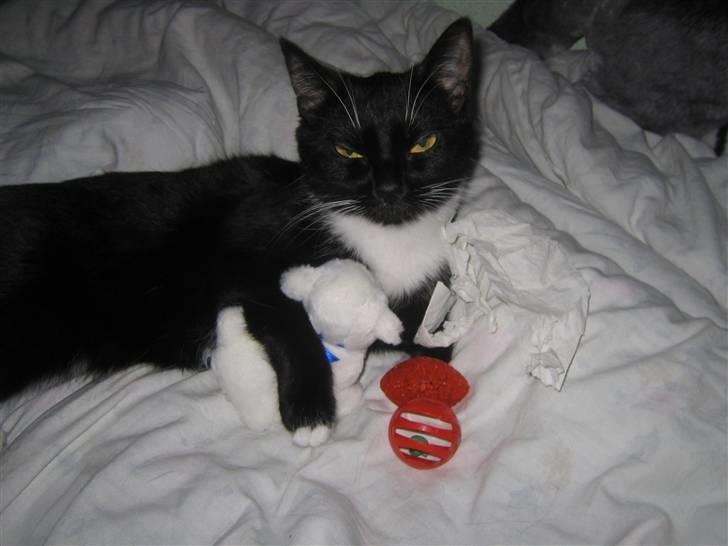 Blanding af racer / Norsk Skovkat  Røskva  - Røskva med hendes sovebamse. billede 20