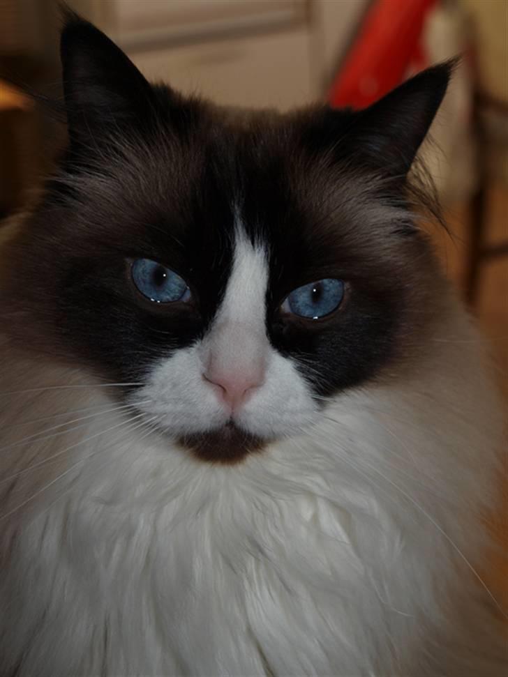 Ragdoll Aslan - Aslan 4 år :) billede 18