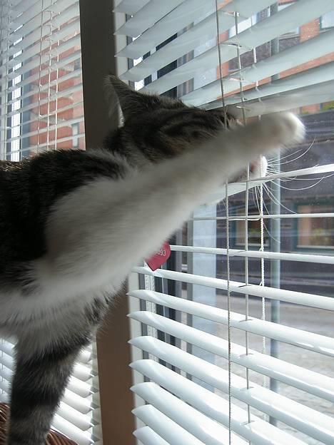 Blanding af racer Filuka  billede 2