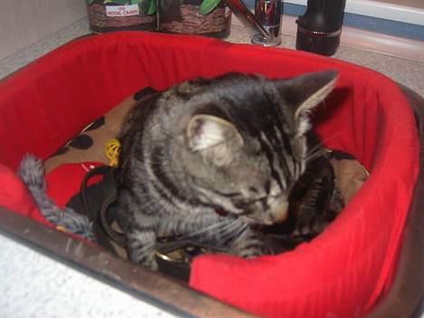 Blanding af racer Mistanke - Hva er det????? bare det ikke er noget klamt billede 10