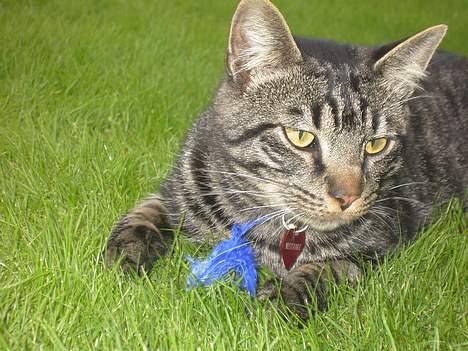 Blanding af racer Mistanke billede 11