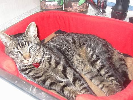 Blanding af racer Mistanke - Gab... ikke så tidligt mor billede 12