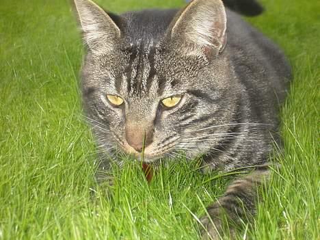 Blanding af racer Mistanke - Jageren sniger sig ind på sit bytte........ billede 13