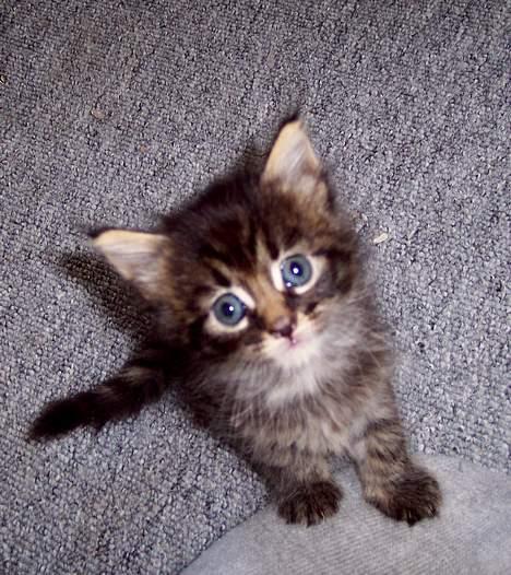 Maine Coon Gallaxe´s Malou - 20-08-05 billede 10