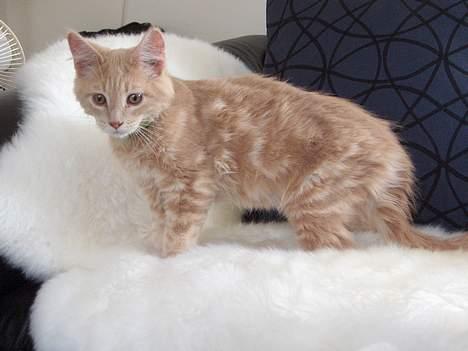 Maine Coon Bob - nogen der har set jeg er listet her op..??? billede 1