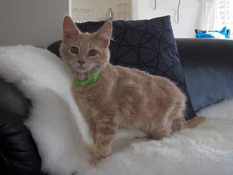 Maine Coon Bob - øv mor har set mig.. billede 2