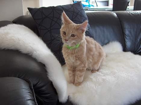 Maine Coon Bob billede 3