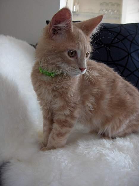 Maine Coon Bob billede 4