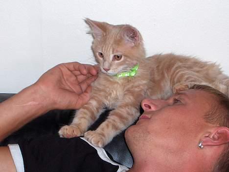 Maine Coon Bob - Faaaar kom nu nus mig.. billede 5