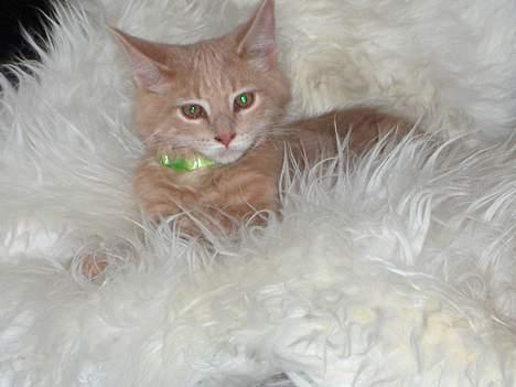 Maine Coon Bob billede 6