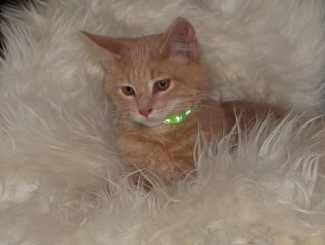 Maine Coon Bob billede 7