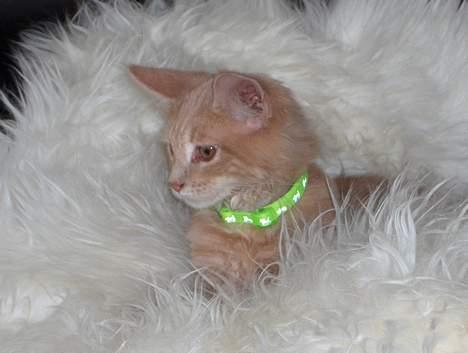 Maine Coon Bob billede 8