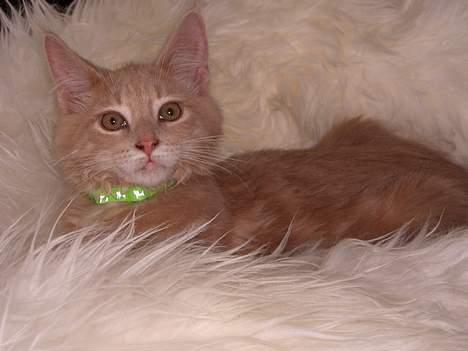 Maine Coon Bob - ad hvad er nu det du står med.. billede 9