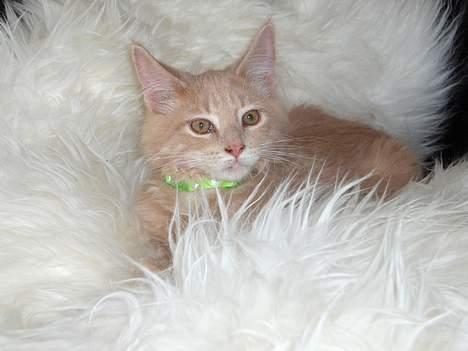 Maine Coon Bob billede 10