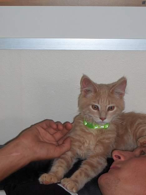 Maine Coon Bob - aaaaa dejligt.. billede 11