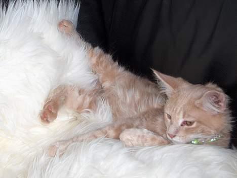 Maine Coon Bob - nu vil jeg altså gerne sove lidt.. billede 12