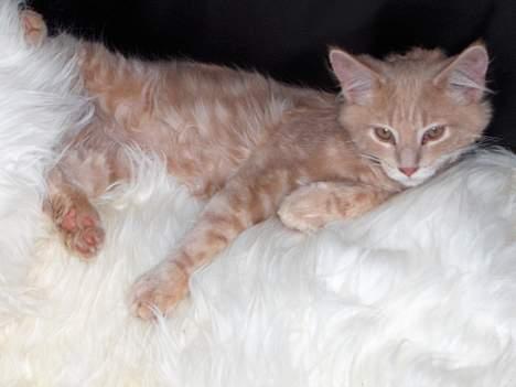 Maine Coon Bob billede 13