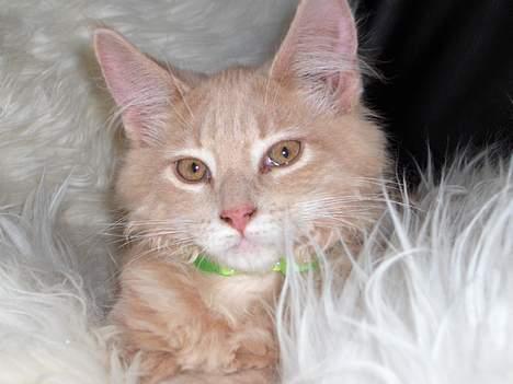 Maine Coon Bob - ja mor jeg har altså set dig.. billede 14