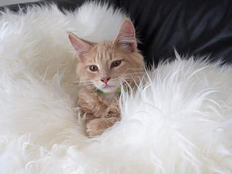 Maine Coon Bob billede 15