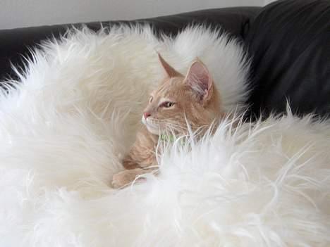 Maine Coon Bob billede 16