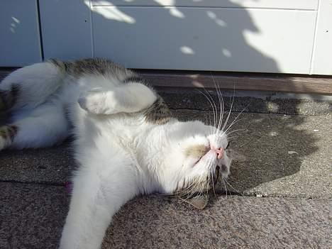 Huskat pjevs - er jeg ikk dejlig... billede 6