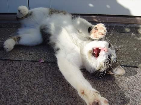 Huskat pjevs - Se mine farlige tænder.... billede 7