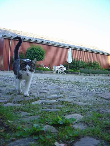 Huskat pjevs billede 8