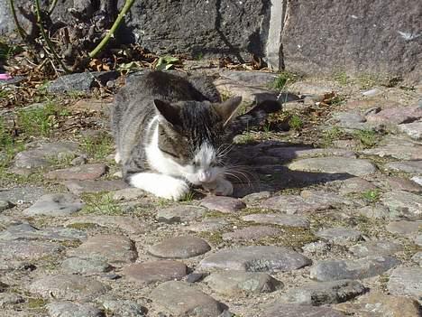 Huskat pjevs billede 9