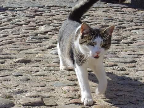 Huskat pjevs - Jeg er farlig... så du skal ikk komm for tæt på med det kamera billede 10