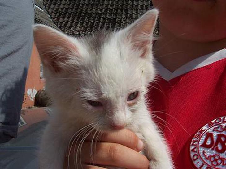 {{currentPhoto.altText}} billede {{currentPhoto.number}}