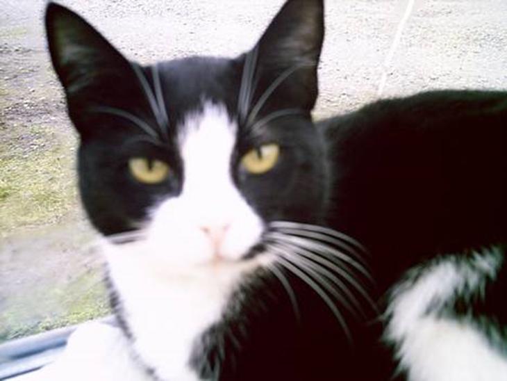 {{currentPhoto.altText}} billede {{currentPhoto.number}}