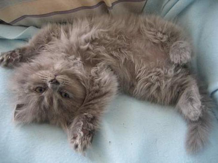 {{currentPhoto.altText}} billede {{currentPhoto.number}}