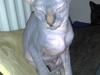Sphynx albert