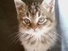 Huskat Lynia<3 R.I.P. :'(