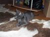 Russian Blue Cesar