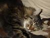Maine Coon Ninjo