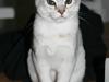 Burmilla Yrsa 