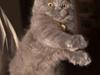 Maine Coon Mus
