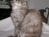 Maine Coon Tilde
