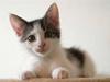 Blanding af racer / Maine Coon Bella