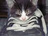 Huskat Gert