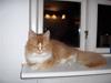 Maine Coon misser