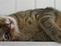 Huskat Simba RIP <3