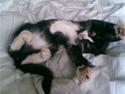 Huskat Molly R.I.P <3