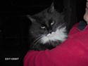 Maine Coon Futte