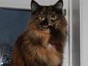 Maine Coon jacqueline-Mor til 8.