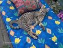 Ocicat Sea Coon`s Twister