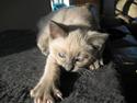 Siameser Tootsie