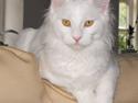Maine Coon CH.SnowAngels Cassiopeia R.I.P