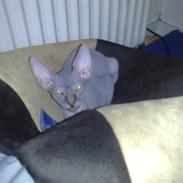 Sphynx albert